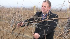 С над 50 млн. лева годишно се подпомага лозаро-винарския сектор