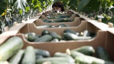 Доматената война с Турция засили производството на зеленчуци в Русия