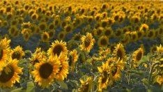 Икономисти очакват сериозен спад при добивите на слънчоглед в България