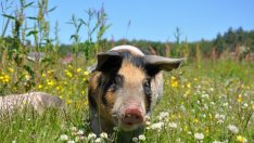 Животновъди от Русенско искат незабавни мерки срещу африканската чума