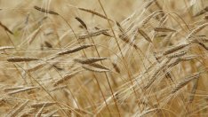 Адванс Терафонд е закупил 340 дка земеделски земи през октомври