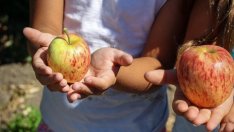  Фонд „Земеделие“ преведе 4,5 млн. лева по училищните схеми