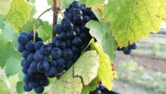 Търсенето на крафт продукти зарадва малките дестилерии