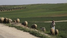 Порожанов: Въпросът за чумата по животните се политизира