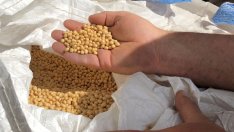 Пекин поръча на компаниите да спрат купуването на агропродукция от САЩ