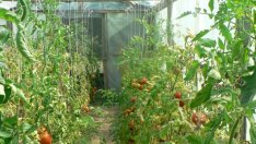 Производители на зеленчуци предупредиха за 85% сив сектор