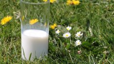 Еврокомисията ще подпомогне с нови 500 млн. евро производителите на мляко