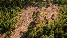 ЕК предлага още едно отлагане на Закона за борба с обезлесяването