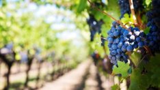 Започва изплащането по de minimis за лозари и земеделски стопани