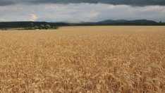 Експерти очакват засушаването да вдигне цената на маслодайните култури