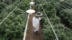 Компания за производство на марихуана ще бъде листната за първи път в САЩ