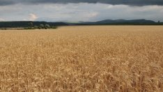 Засетите площи с пшеница в Добричка област надхвърлиха миналогодишните