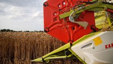 В края на жътвата изкупните цени на пшеницата са по-високи спрямо 2016 г.