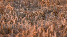 Продоволствената несигурност е по-голям проблем от енергията