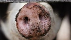 Трета ферма в Русенска област е засегната от африканска чума по свинете