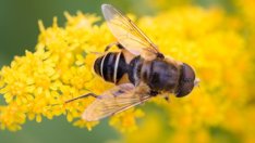 С бюджет от близо 4,6 млн. лева стартира новият прием по пчеларската програма