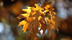 Заради обжалвани търгове България може да загуби финансирането по два екопроекта