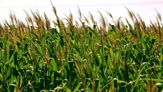 Фермерите ще подават заявления за директни плащания от 1 март до 15 май