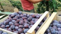 Организациите на зеленчукопроизводителите могат да ограничат сивия сектор