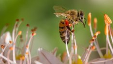 Пострадалите пчелари ще бъдат обезщетени