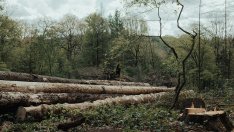 САЩ искат от ЕС да отложи закона за обезлесяването