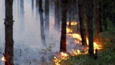 Над 32 хил. дка гори са унищожени от пожари това лято