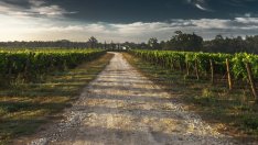 Рекордните температури и горски пожари заплашват винопроизводителите в Европа