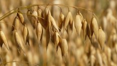 Зърнопроизводители алармират за рискове в кампанията за директни плащания