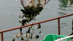 За половин година скоростно са одобрени 30% от парите за рибарство