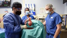 Прасета като донори на органи: първата трансплантация на сърце вдъхва надежда 