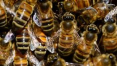 Пчелите в САЩ се възстановяват от синдрома на празния кошер