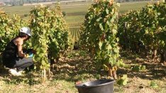 Близо 500 работодатели обявиха 970 работни места за безработни от рискови групи