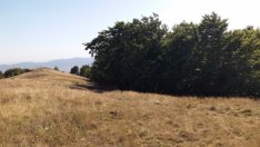 Валежите през 2019 г. са най-слабите за последните 8 години