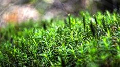 Почти 40 на сто от територията на държавите в ЕС е покрита с гори