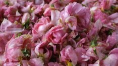 Законът за розата ще унищожи малките производители, твърди депутат от БСП