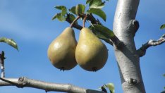 Проекти за инвестиции в стопанствата от прием`2015 може да получат финансиране