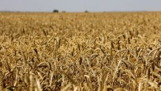 Световните цени на храните достигнаха 10-годишен връх 