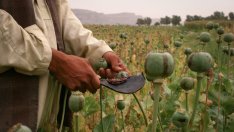 Наркотиците в Афганистан поскъпват след забраната на търговията от талибаните