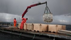 Производството на аквакултури в Евросъюза достигна 4 млрд. евро