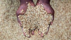 Тежката суша ще превърне Северна Африка в най-големия вносител на зърно в света