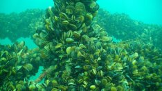 Повелителят на моретата