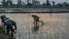 Климатичните промени увеличават риска от недостиг на храни