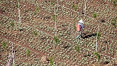 Британците не искат земеделска работа