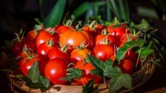 Русия все още се въздържа да внася турски домати въпреки отмяната на ембаргото