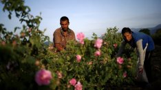 Розов цвят ще се изкупува само с писмени договори