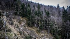 ИАГ: Над 300 са системните нарушения в горите за 2020 г.