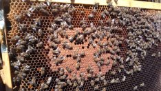 Основателят на "Бии Смарт Текнолоджис" е прехвърлил 32 737 акции на служители