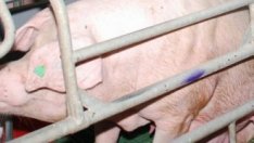 Държавата планира 60 млн. лв. помощ за птицевъди и свиневъди