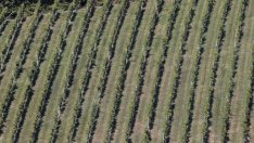 НАП: Близо 50 хил. земеделци не са подали данъчни декларации за 2017 г.