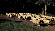 Стадното поведение на дребните инвеститори трябва да бъде овладяно